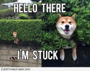 funny dog stuck hello there i'm stuck