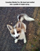 Canadian Marble Fox