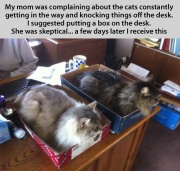 Cat Traps