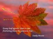 Every leaf speaks bliss to me, fluttering from autumn